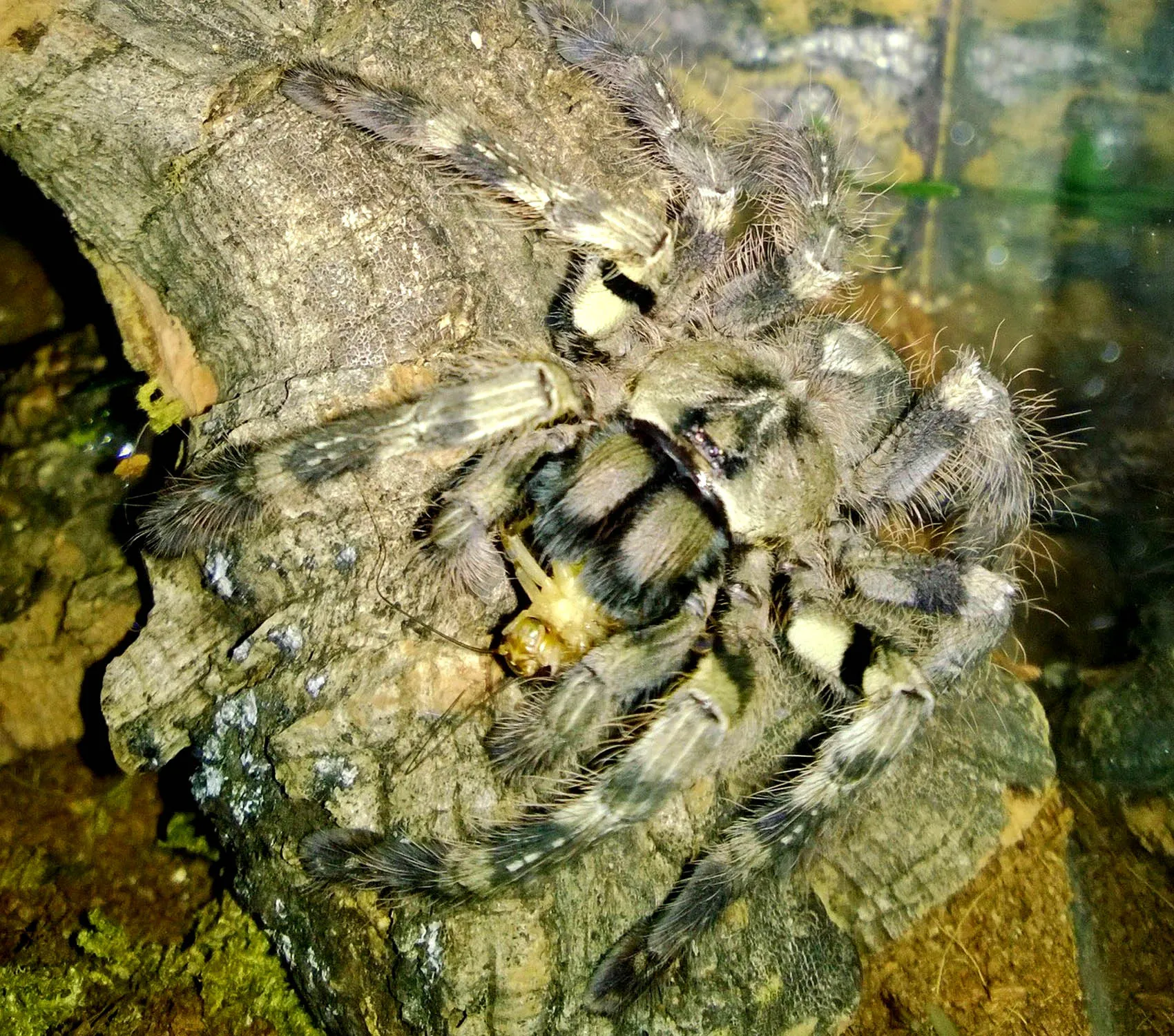 15014 spiderling humidity levels