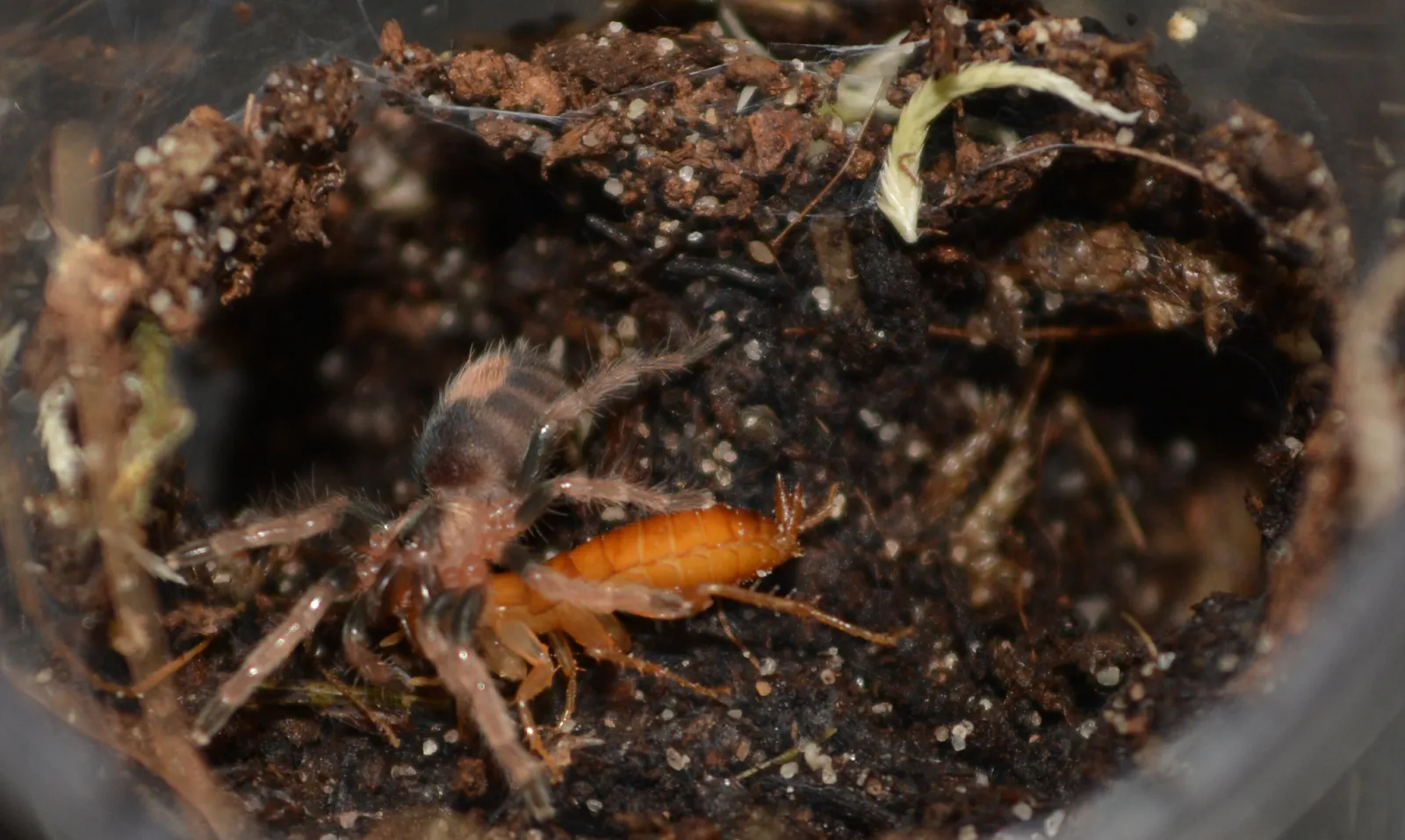15014 spiderling small prey