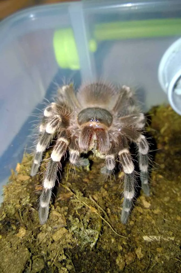 15014 spiderling water dish