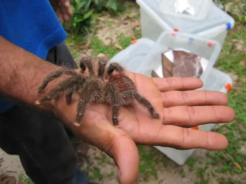 /img/15015-pink-toe-tarantula-eggs.webp