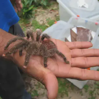 /img/15015-pink-toe-tarantula-eggs.webp