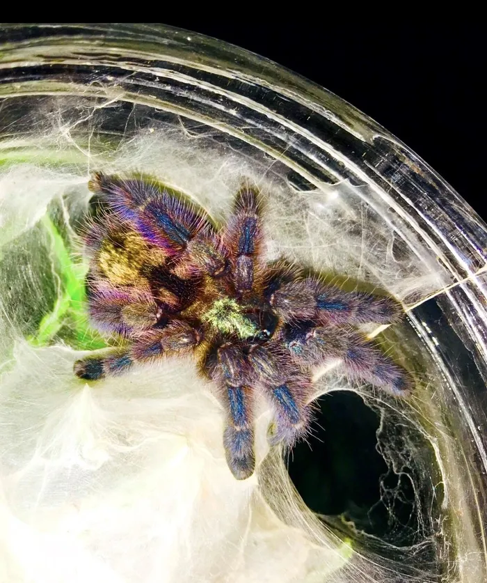 15015 pink toe tarantula feeding