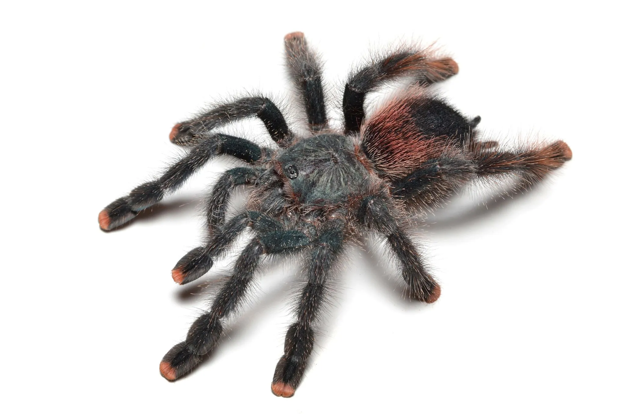 15015 pink toe tarantula habitat