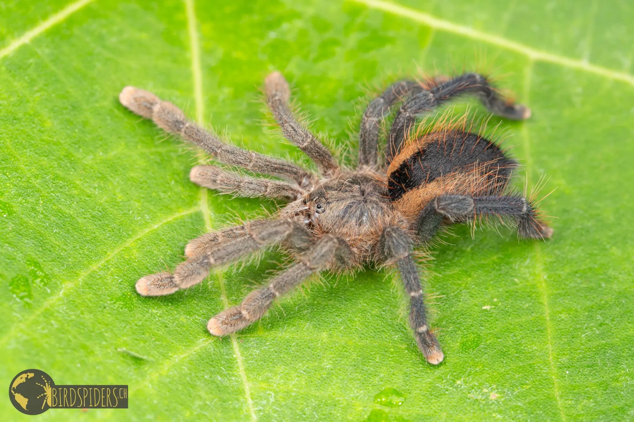 15015 pink toe tarantula handling