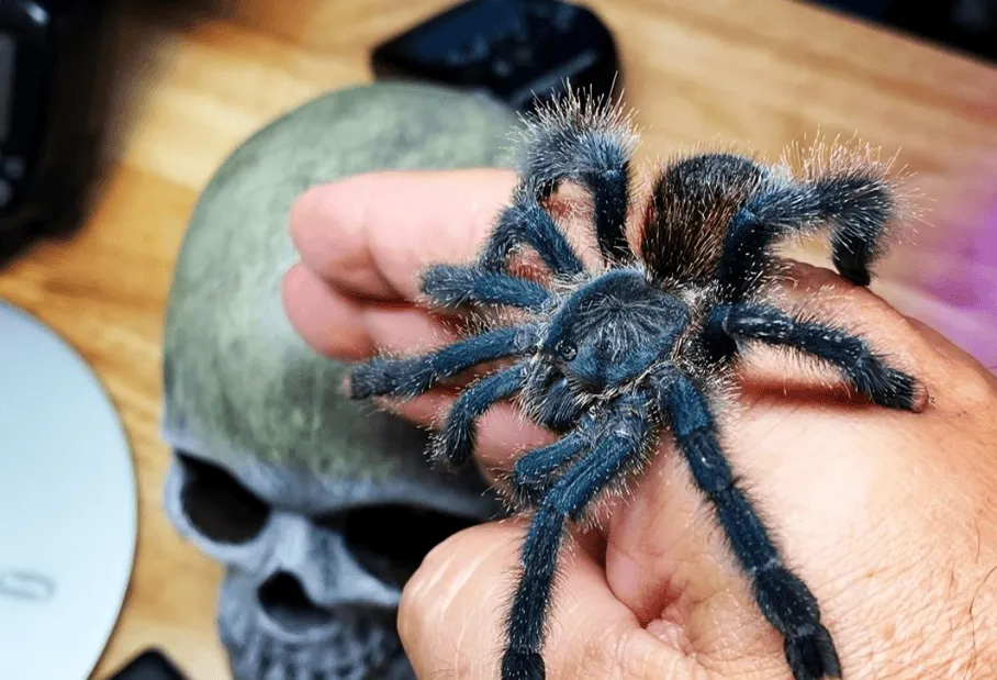 15015 pink toe tarantula water