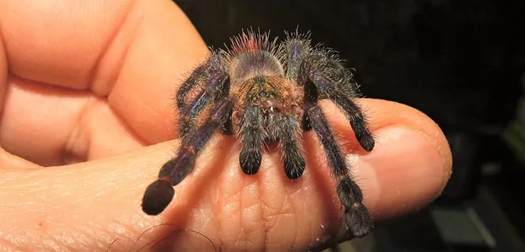 15017 amazon sapphire tarantula blue hue