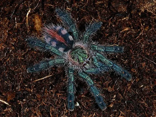 15017 amazon sapphire tarantula close up