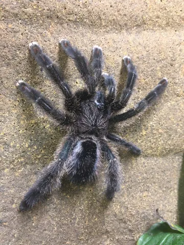15017 amazon sapphire tarantula habitat