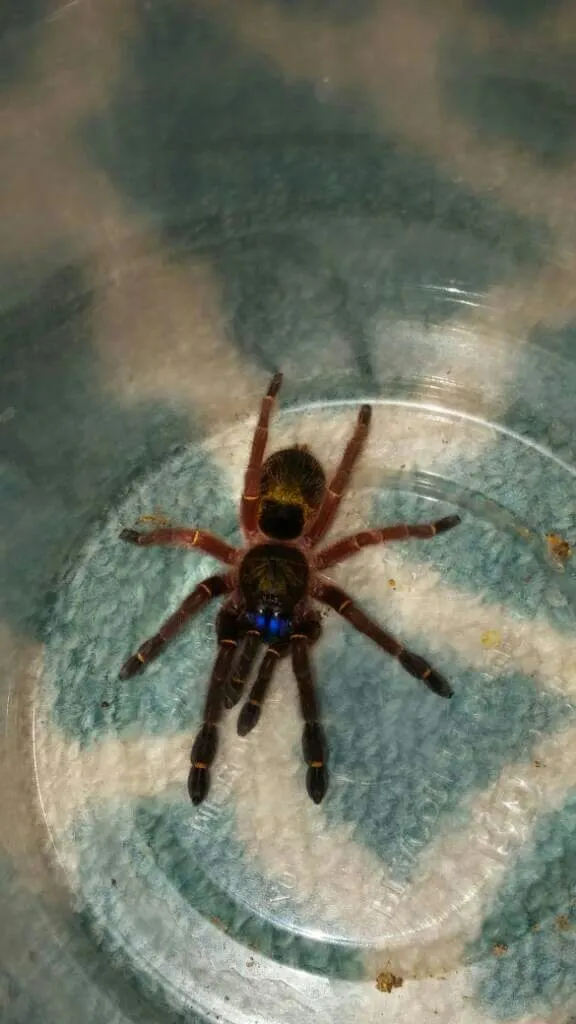 15017 amazon sapphire tarantula molting
