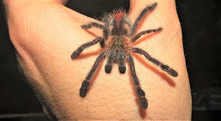 /img/15017-amazon-sapphire-tarantula-venom.webp