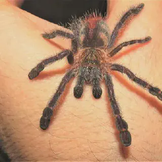 /img/15017-amazon-sapphire-tarantula-venom.webp