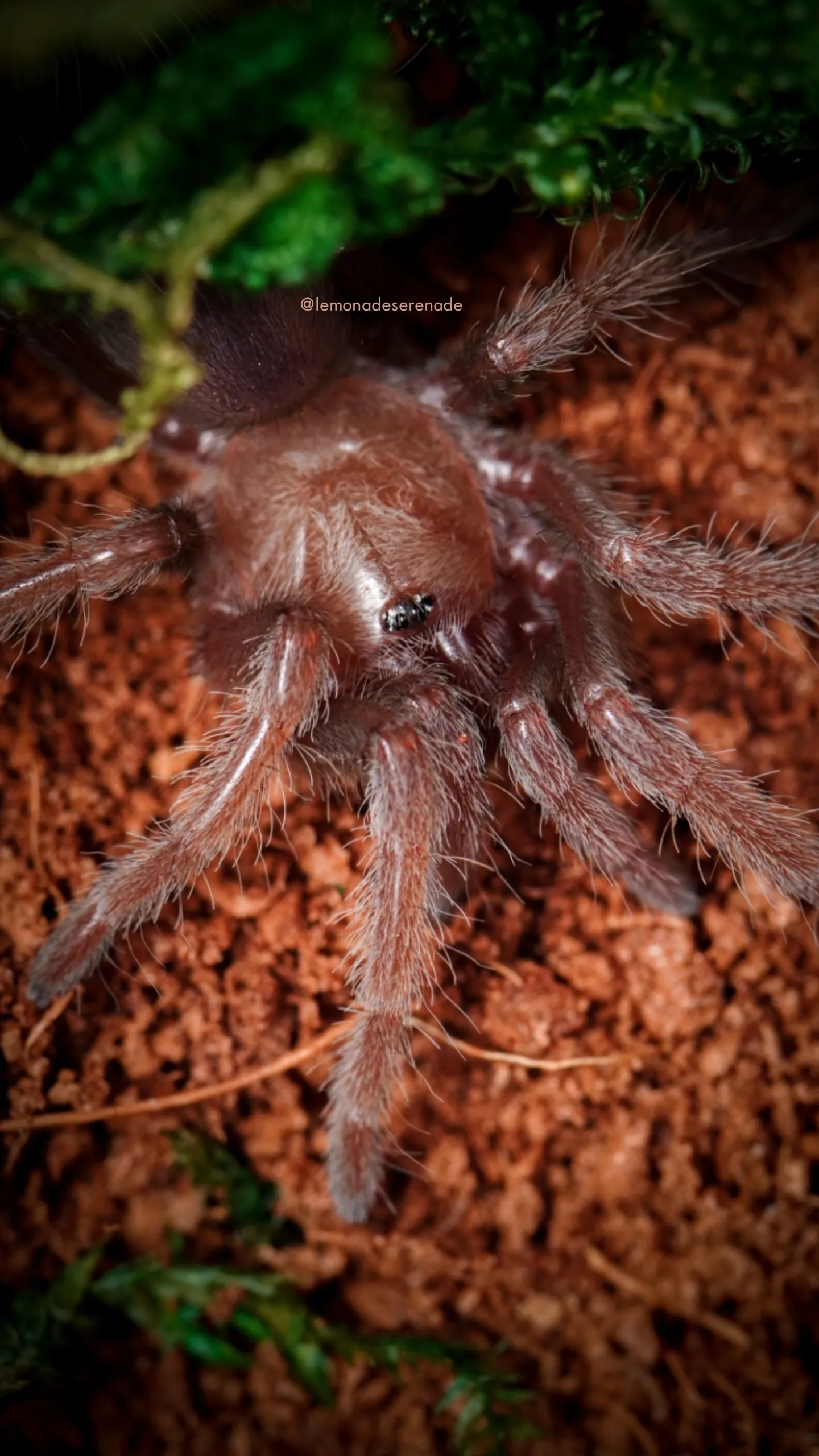 15019 brachypelma albiceps close up