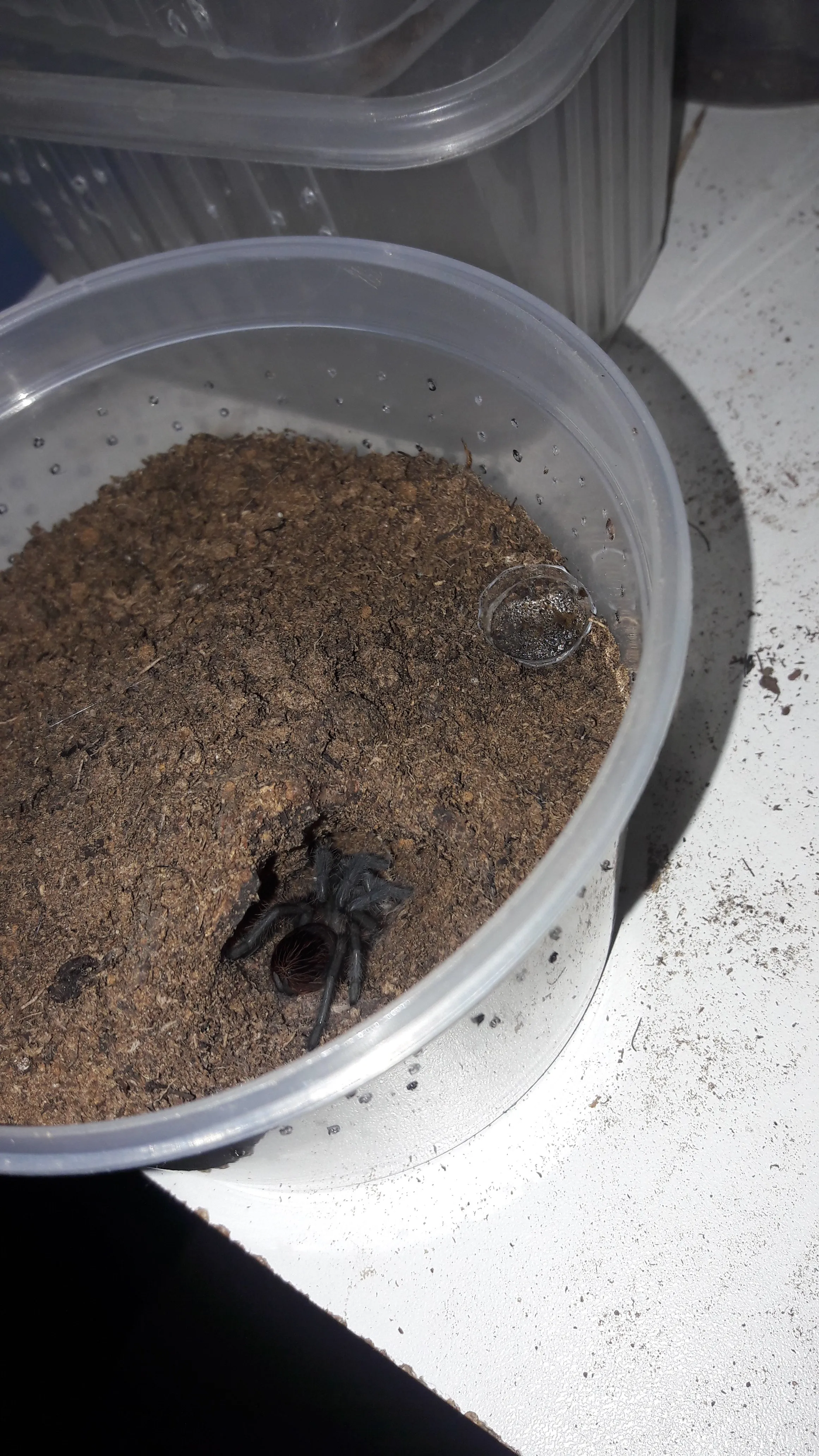 15019 brachypelma albiceps tarantula in habitat
