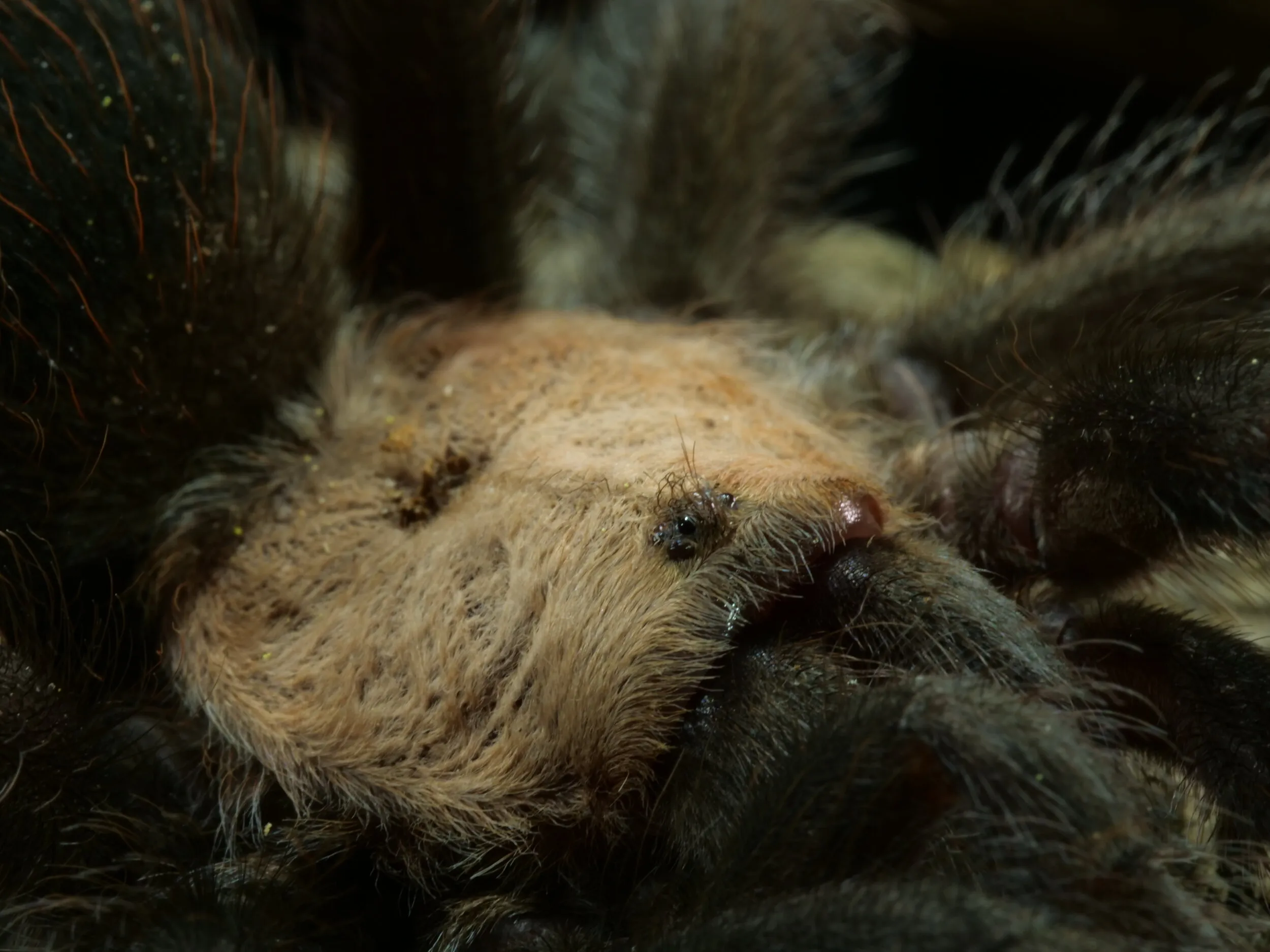 15019 feeding a tarantula
