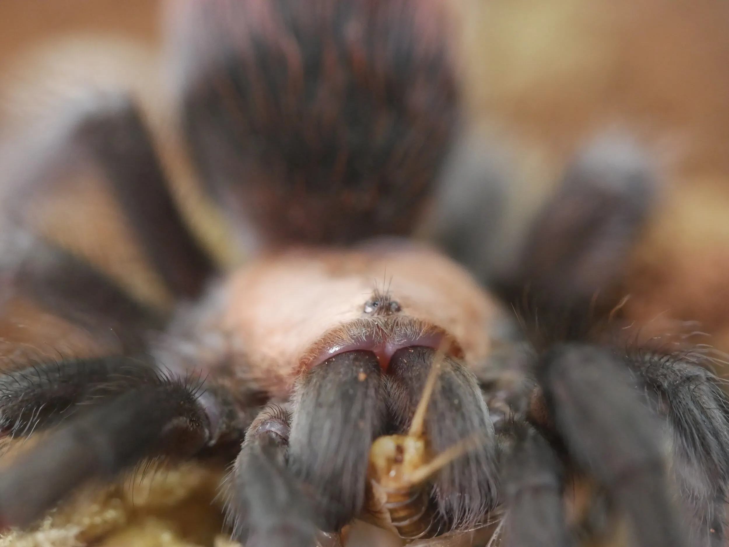 15019 handling tarantula safely