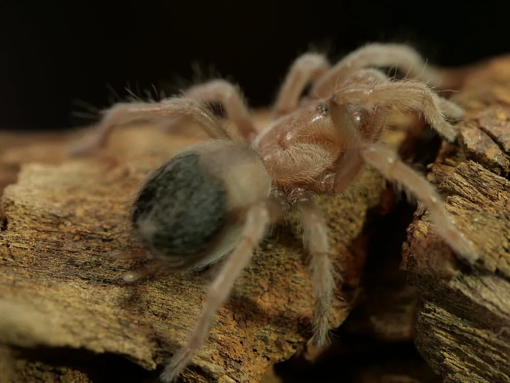 15019 tarantula enclosure setup