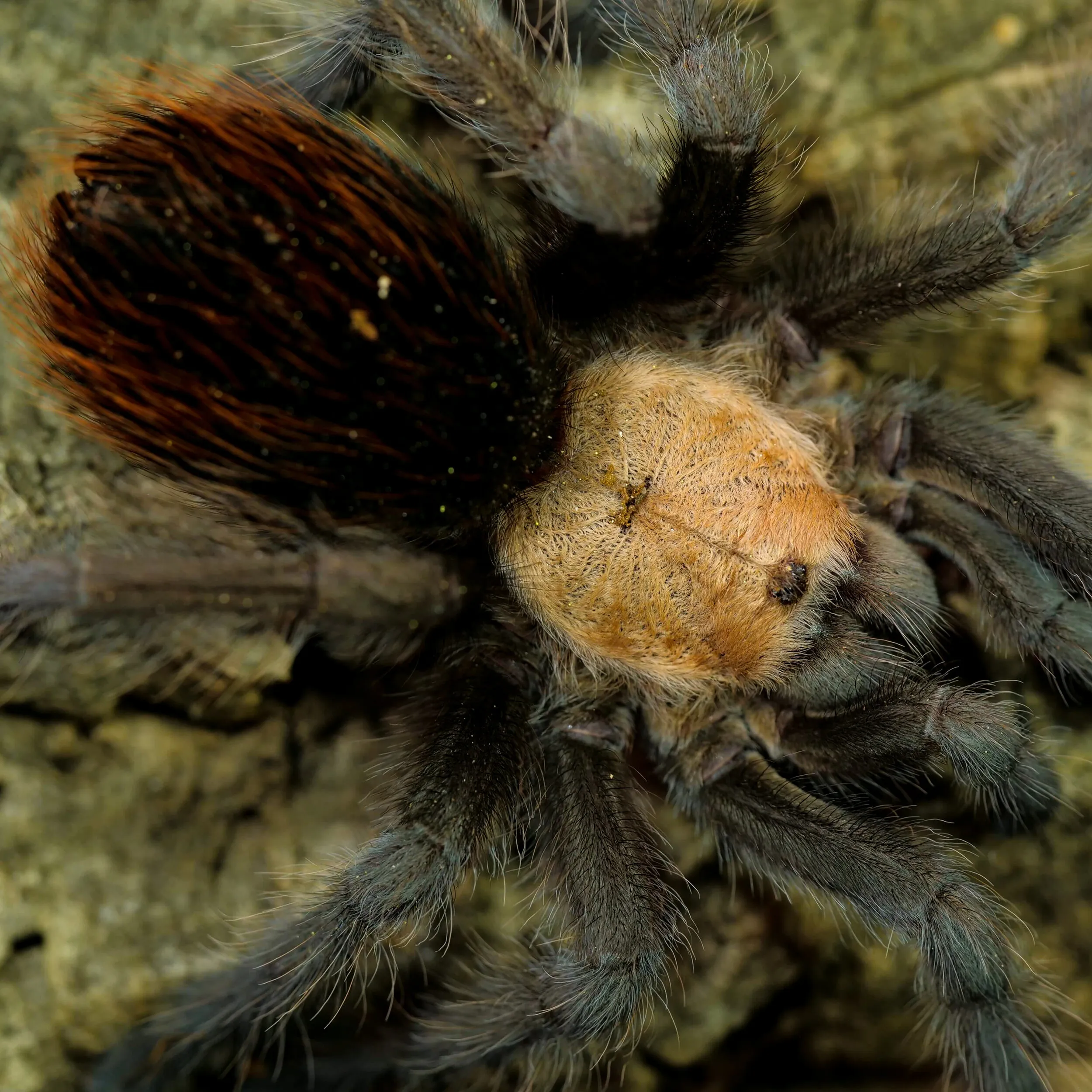 15019 tarantula molting process