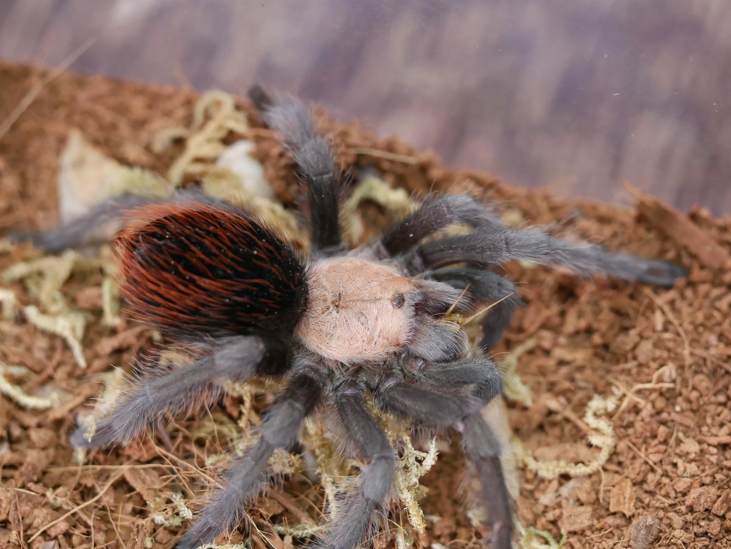 /img/15019-tarantula-spiderlings.webp
