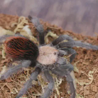 /img/15019-tarantula-spiderlings.webp