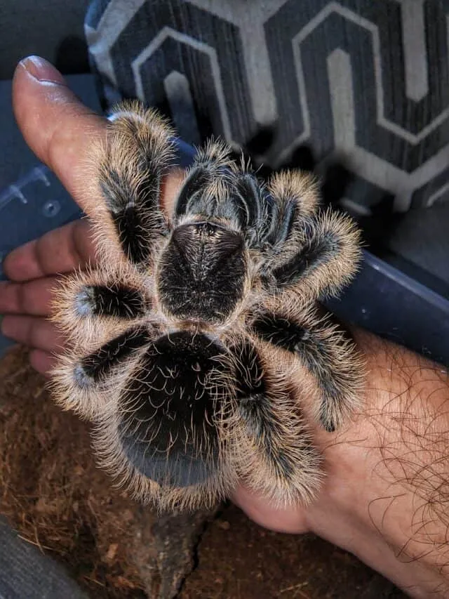 15020 tarantula anatomy