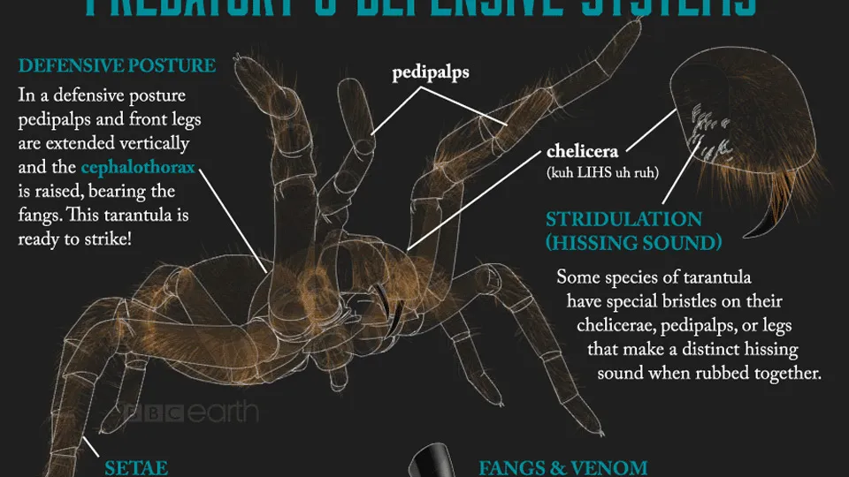 15020 tarantula exoskeleton