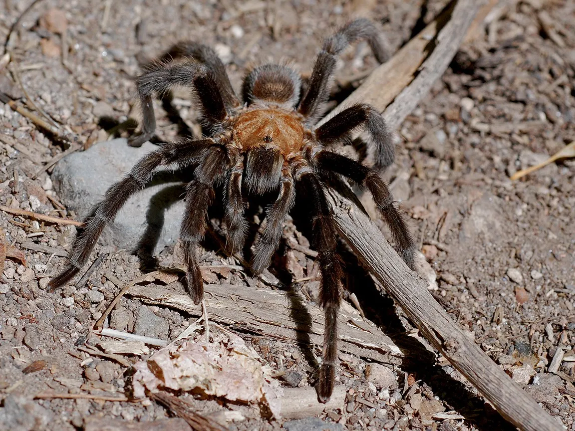 15020 tarantula movement