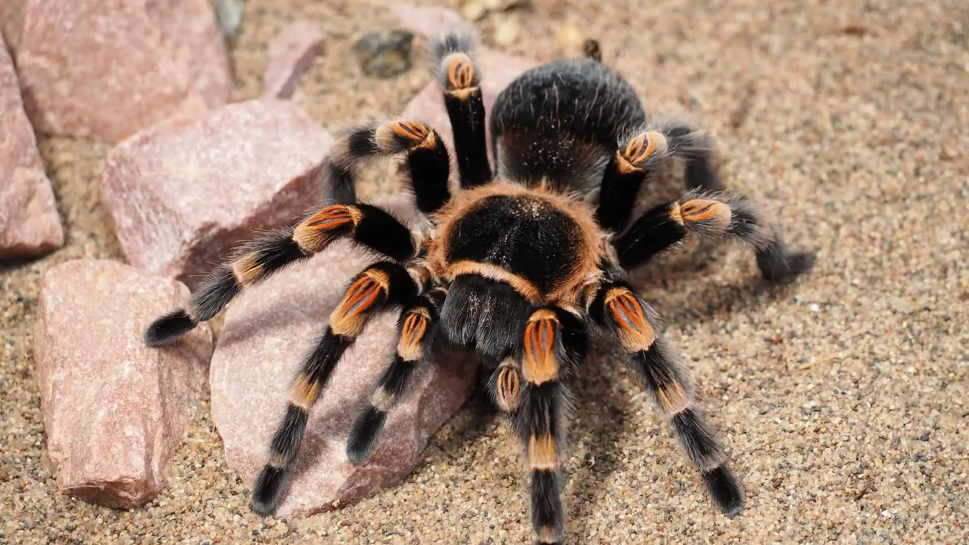 15020 tarantula sensory hairs
