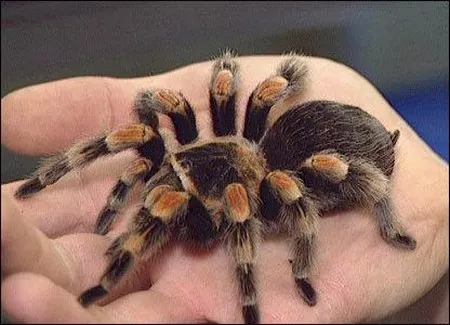 15021 nyc tarantula handling