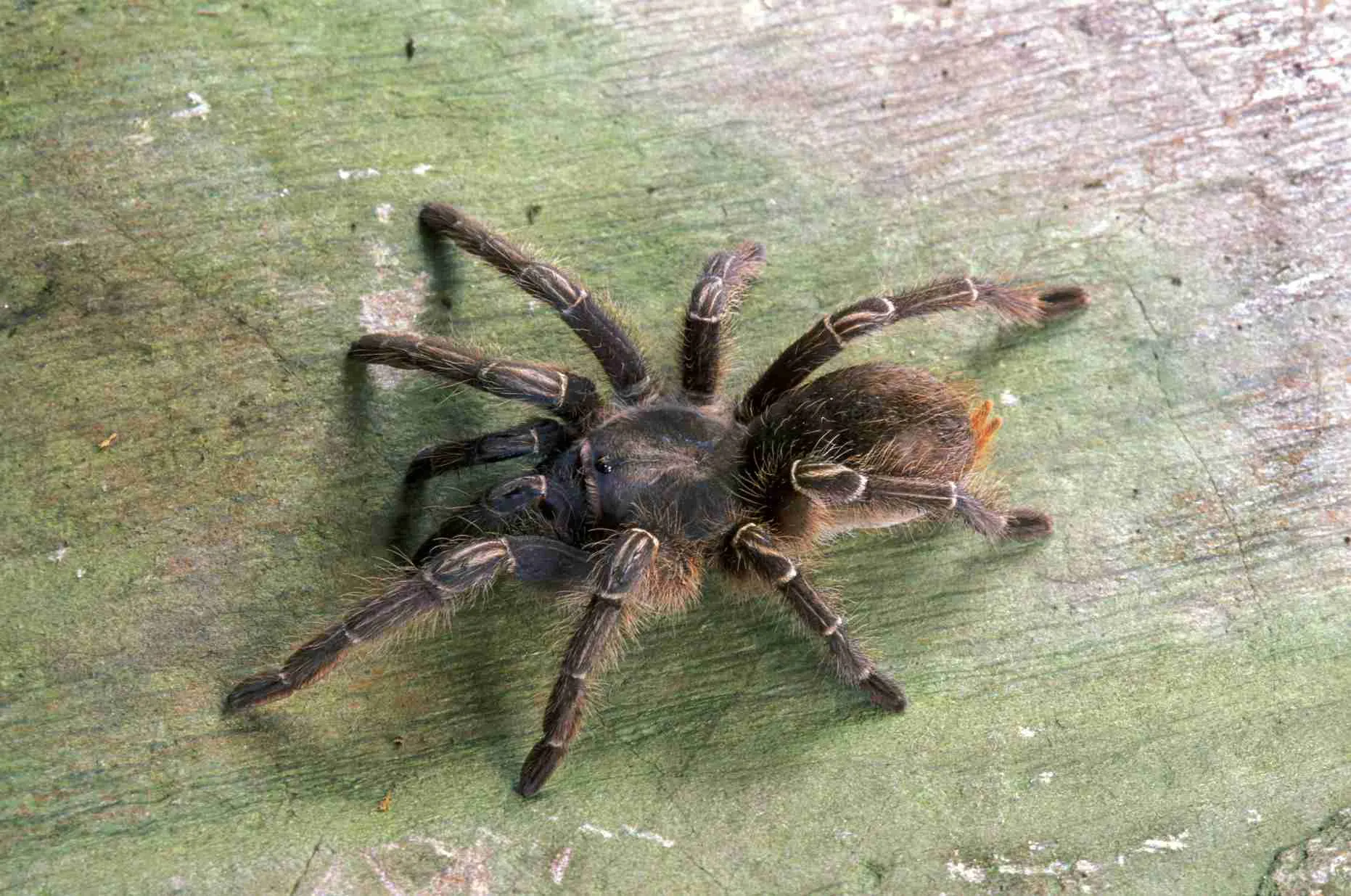 15021 nyc tarantula health