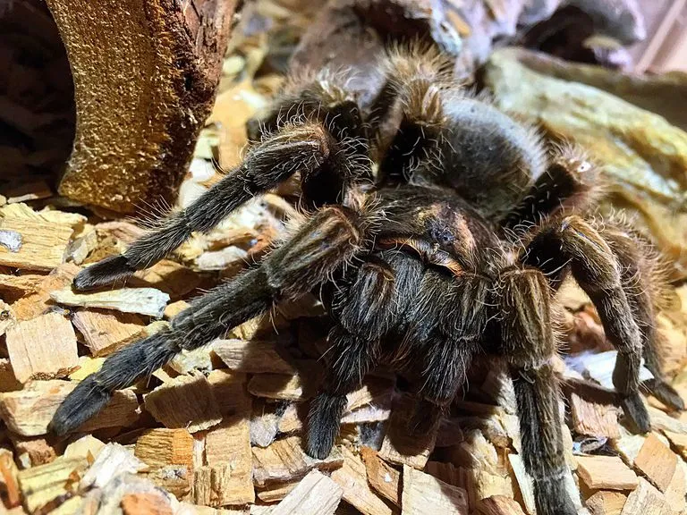 /img/15021-nyc-tarantula-owner.webp