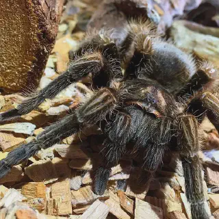 /img/15021-nyc-tarantula-owner.webp