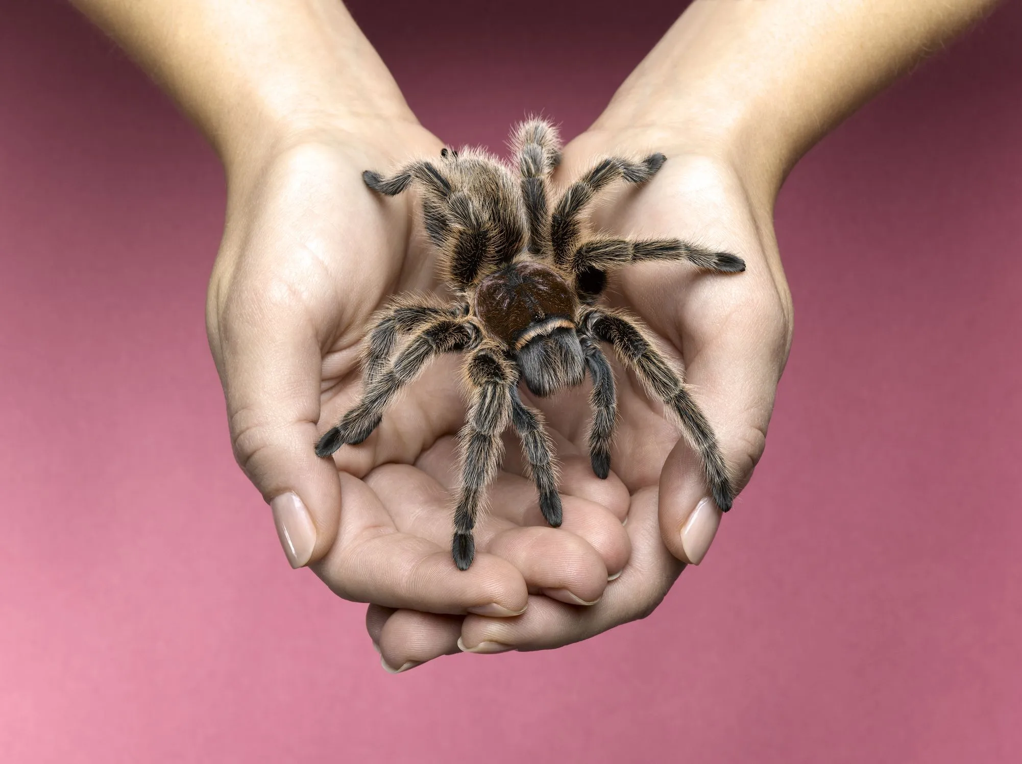 15021 nyc tarantula purchase