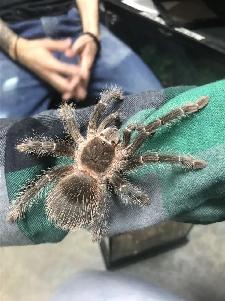 15021 nyc tarantula species