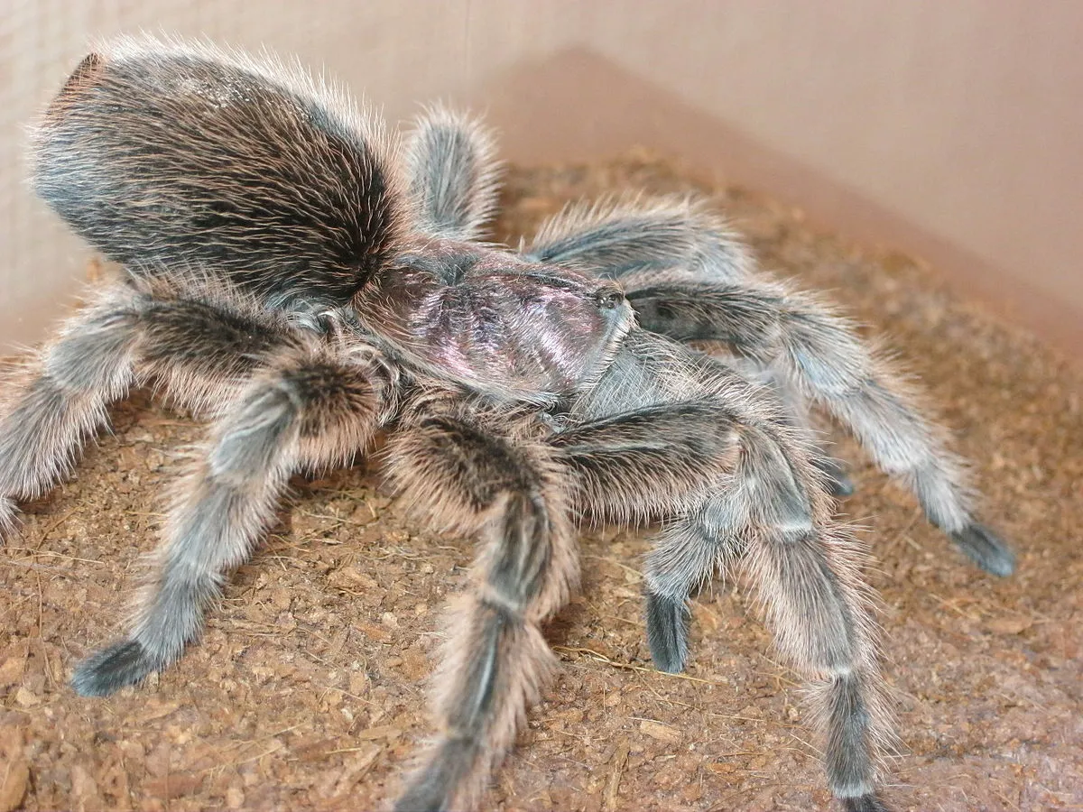 15022 handling rose hair tarantula