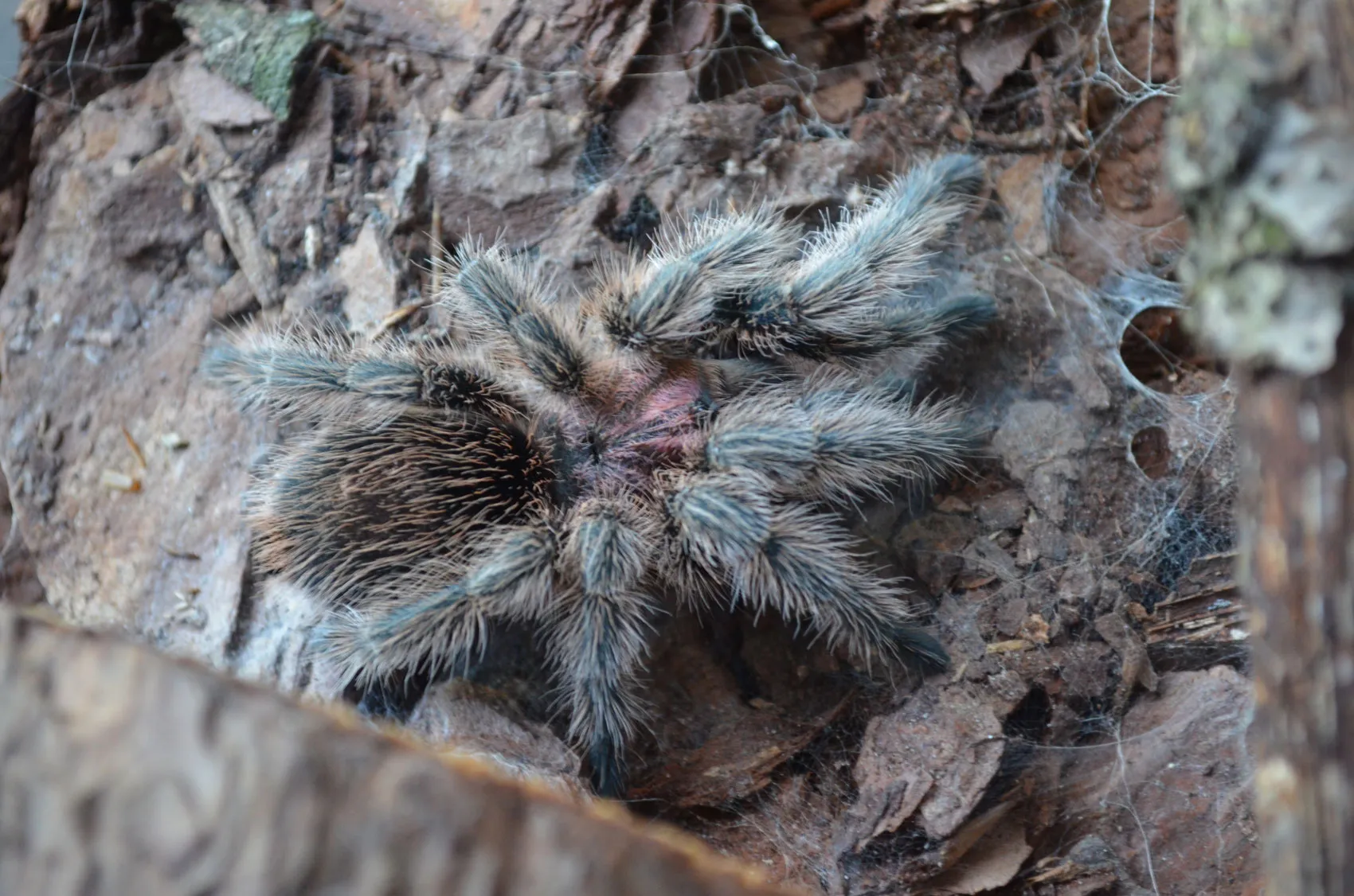 15022 rose hair tarantula defensive