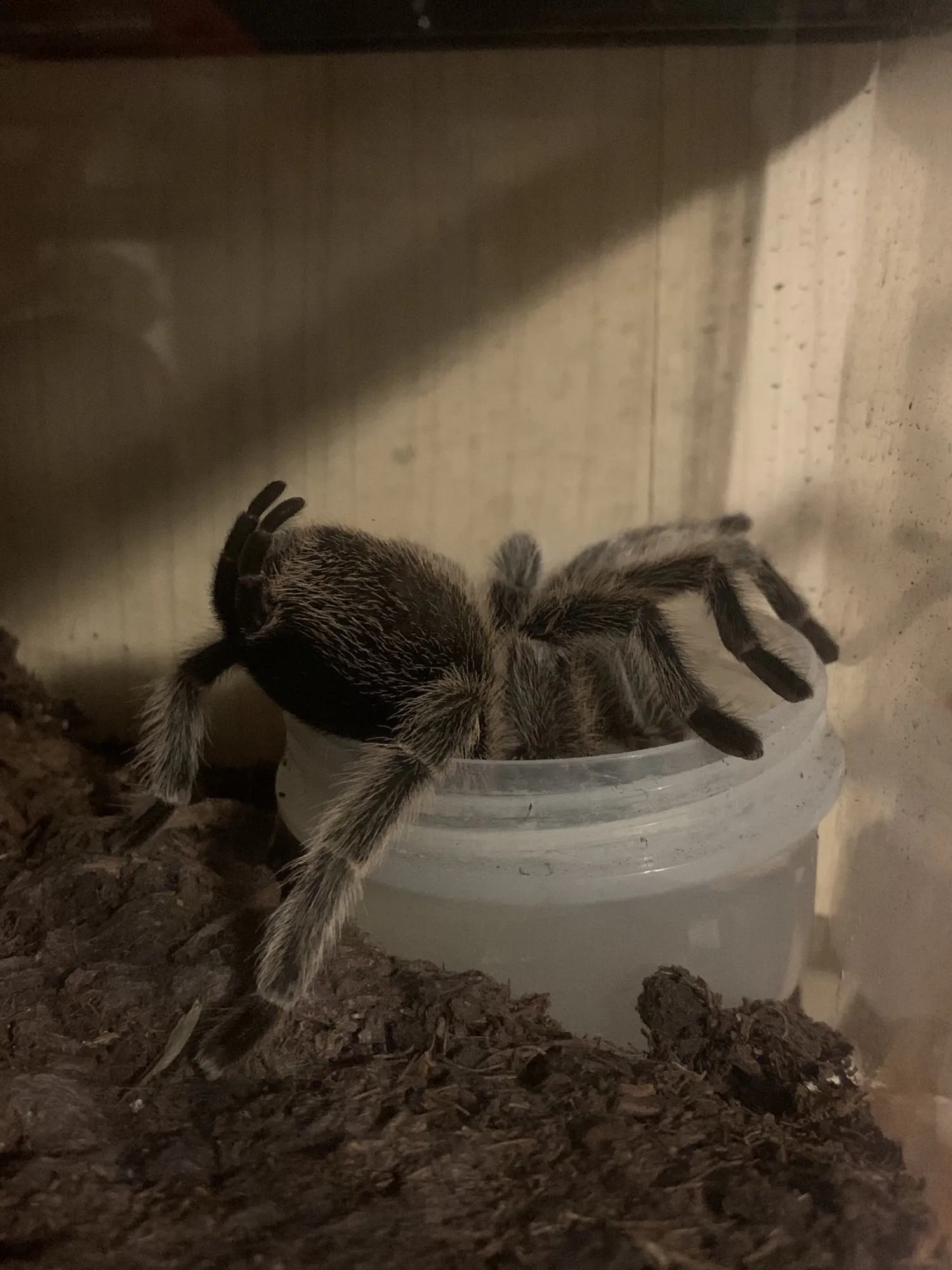 15022 rose hair tarantula enclosure