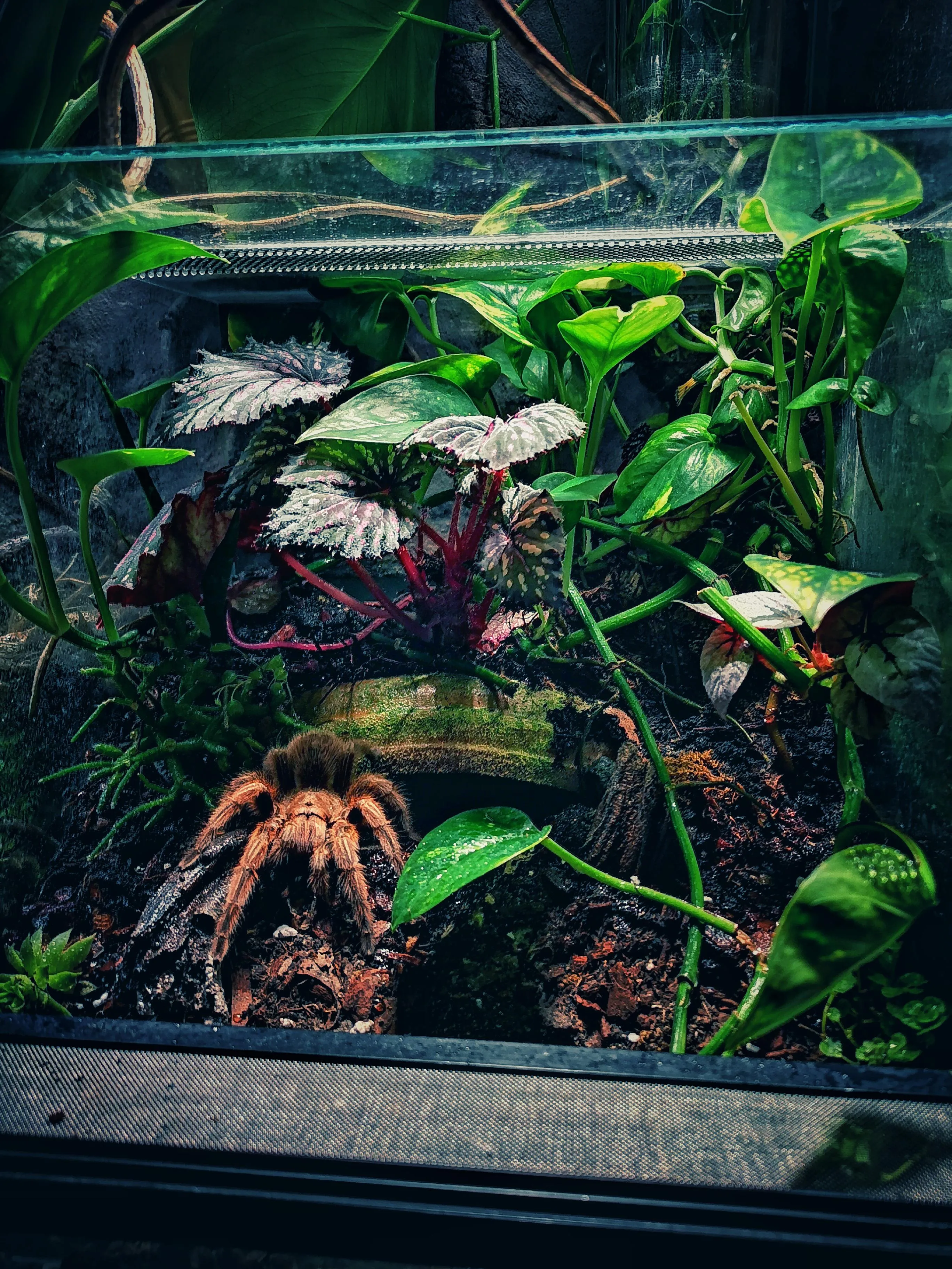 15022 rose hair tarantula feeding schedule