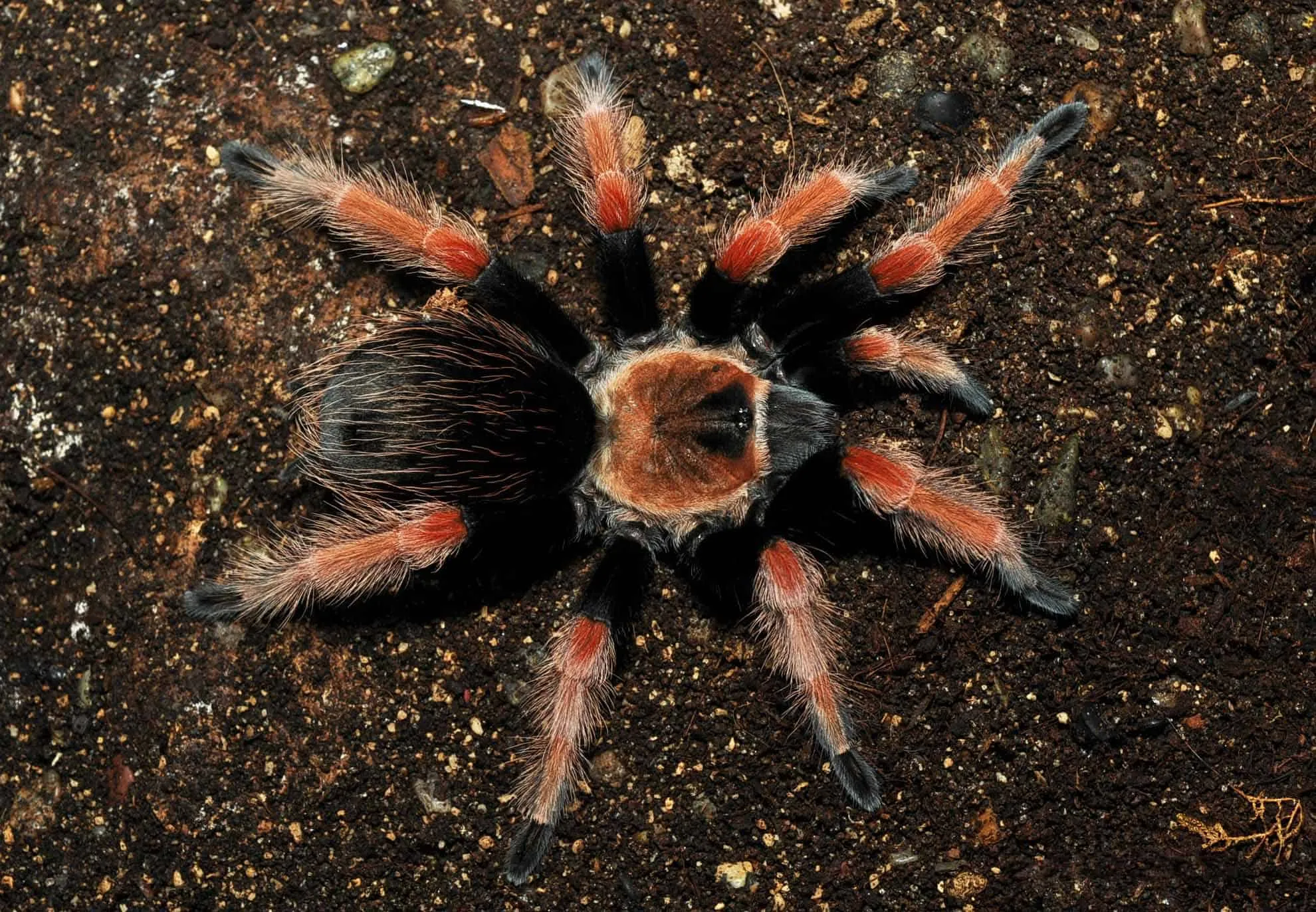 15024 pygmy fireleg tarantula behavior