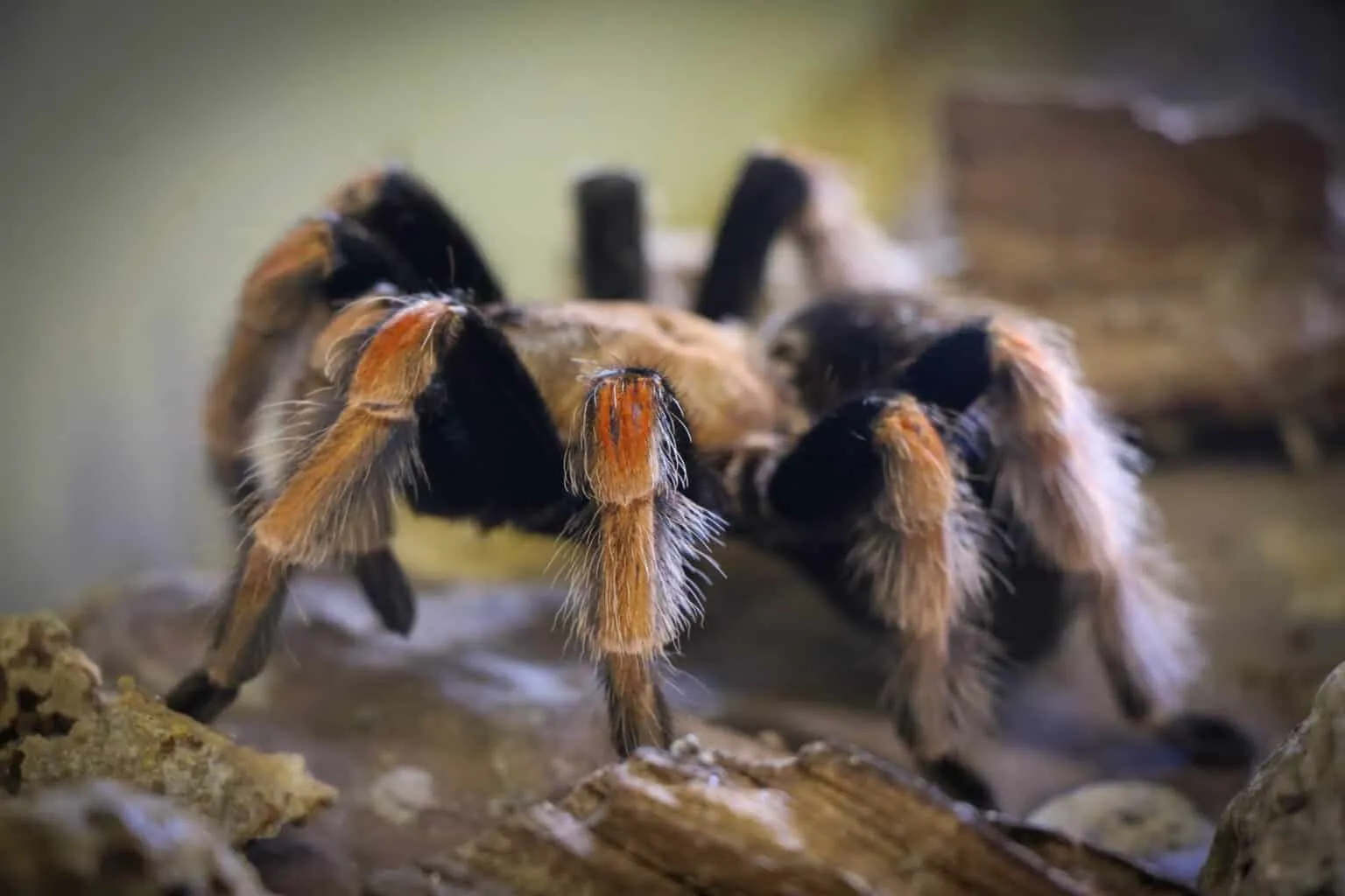 15024 pygmy fireleg tarantula feeding