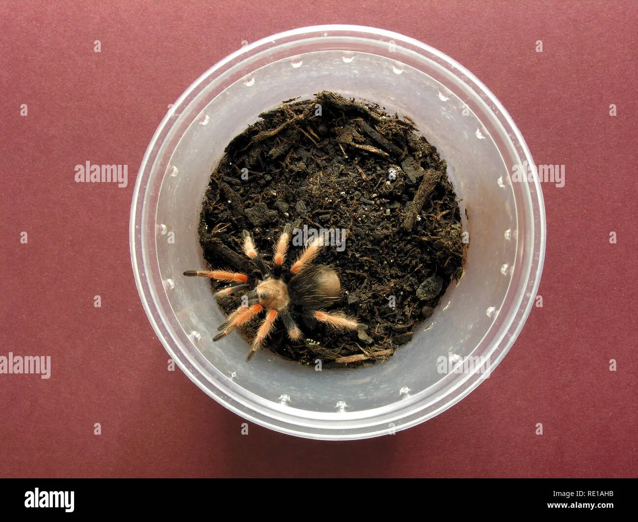 15024 pygmy fireleg tarantula habitat