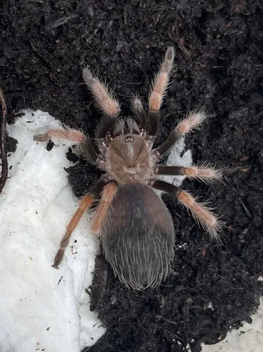 15024 pygmy fireleg tarantula leg markings