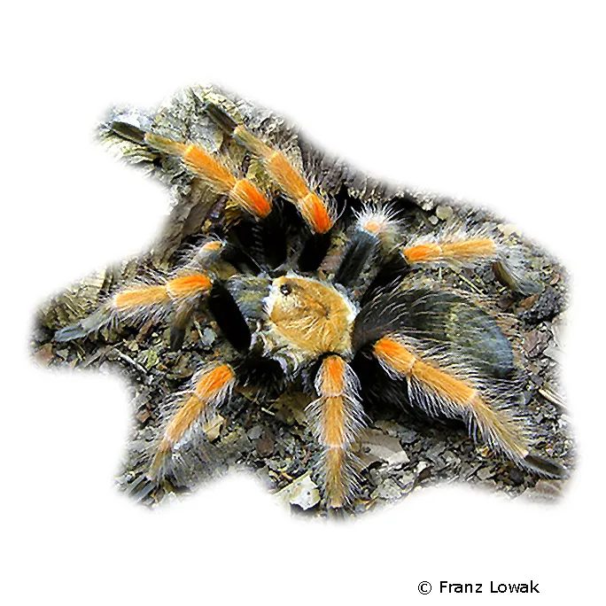 /img/15024-pygmy-fireleg-tarantula-lifespan.webp