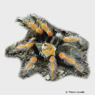 /img/15024-pygmy-fireleg-tarantula-lifespan.webp