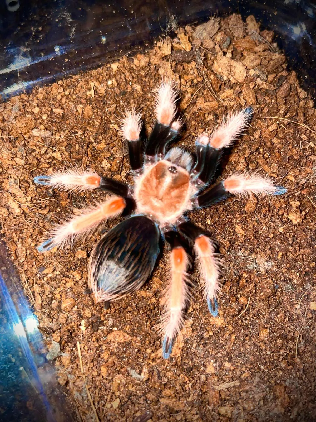 15024 pygmy fireleg tarantula size