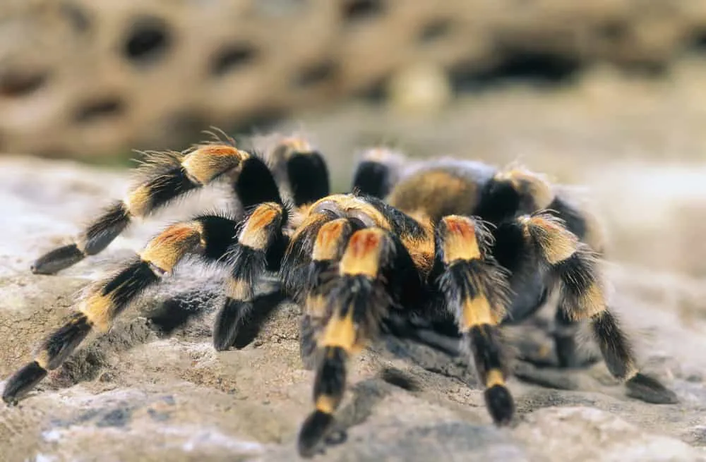 15025 tarantula bite