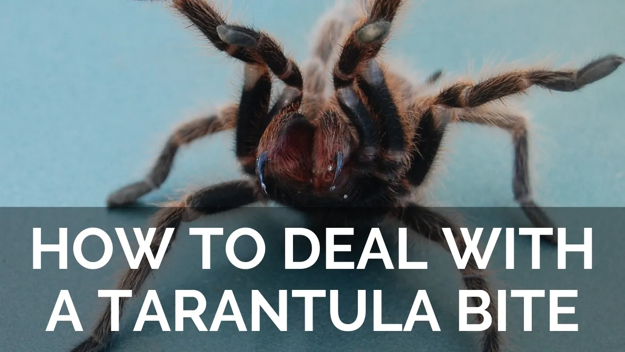 15025 tarantula handling