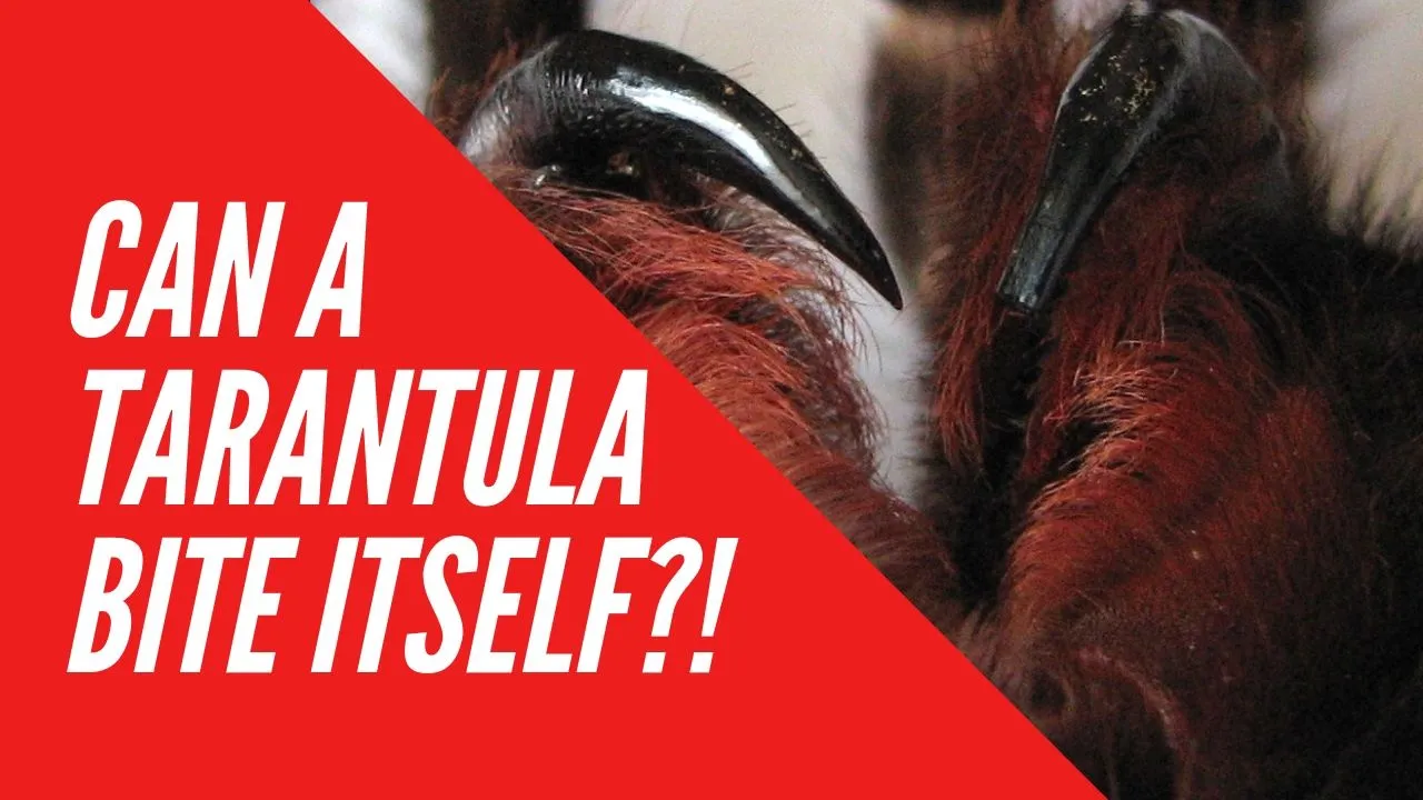 15025 tarantula venom