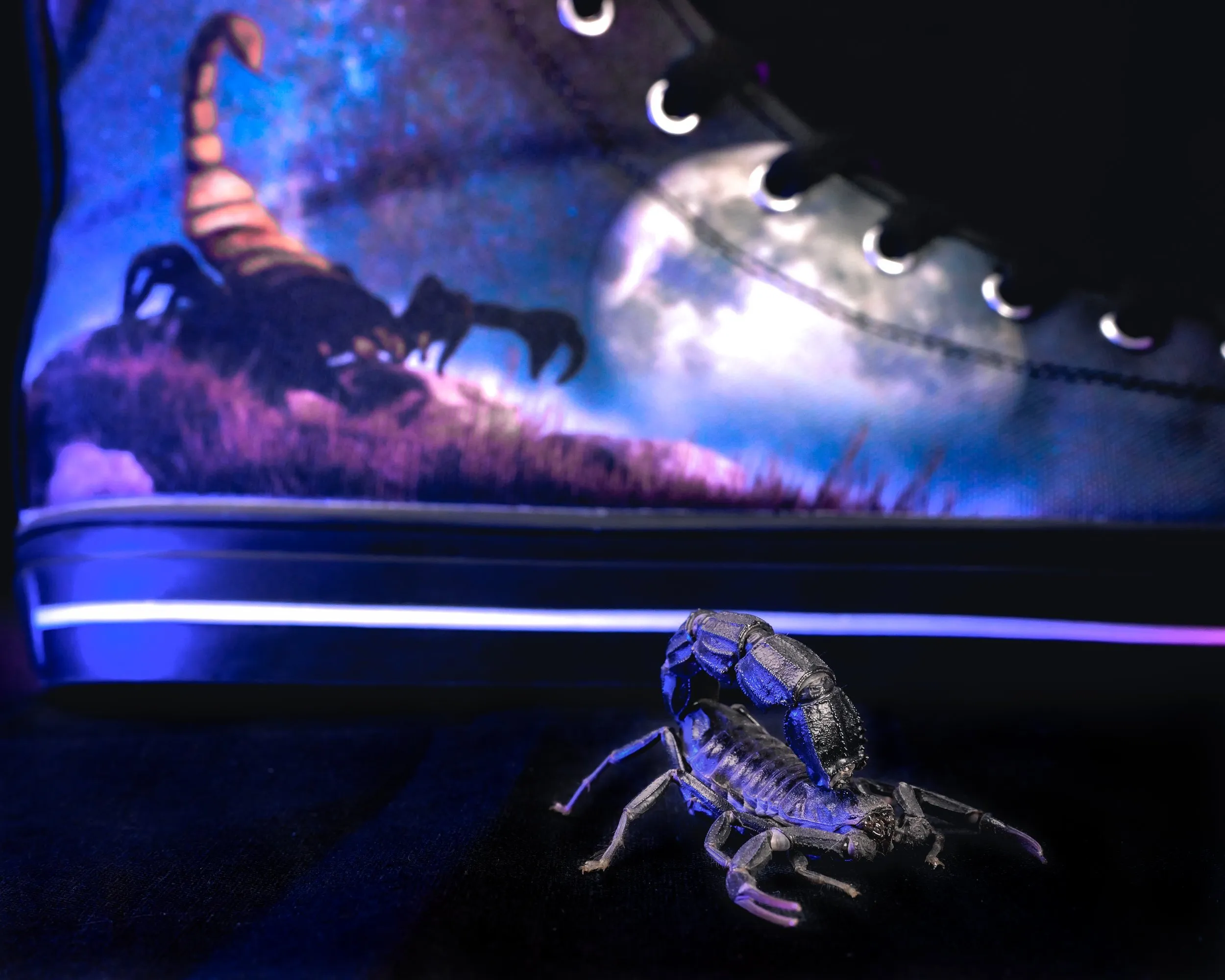 /img/15027-tarantula-handling-tools.webp