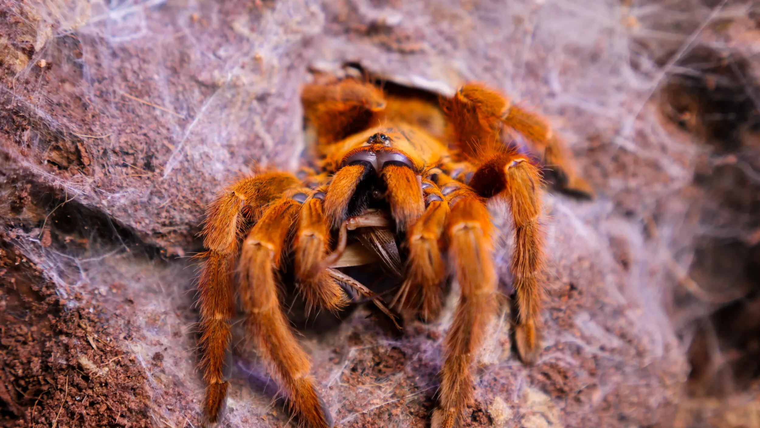 15027 tarantula water dish