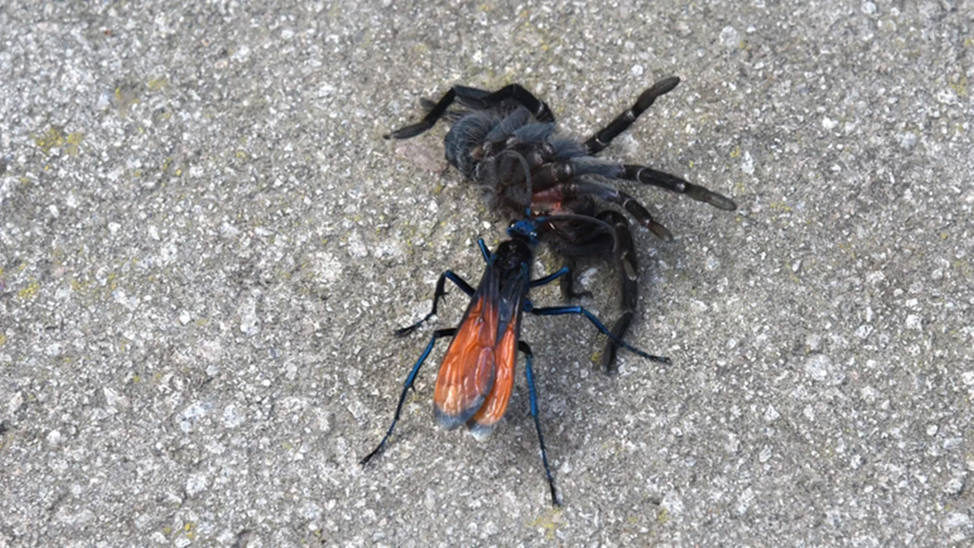 /img/15028-tarantula-wasp-conservation.webp
